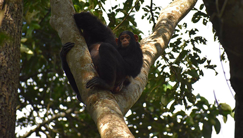 8 Days Uganda Primate Tracking and Wildlife Tour