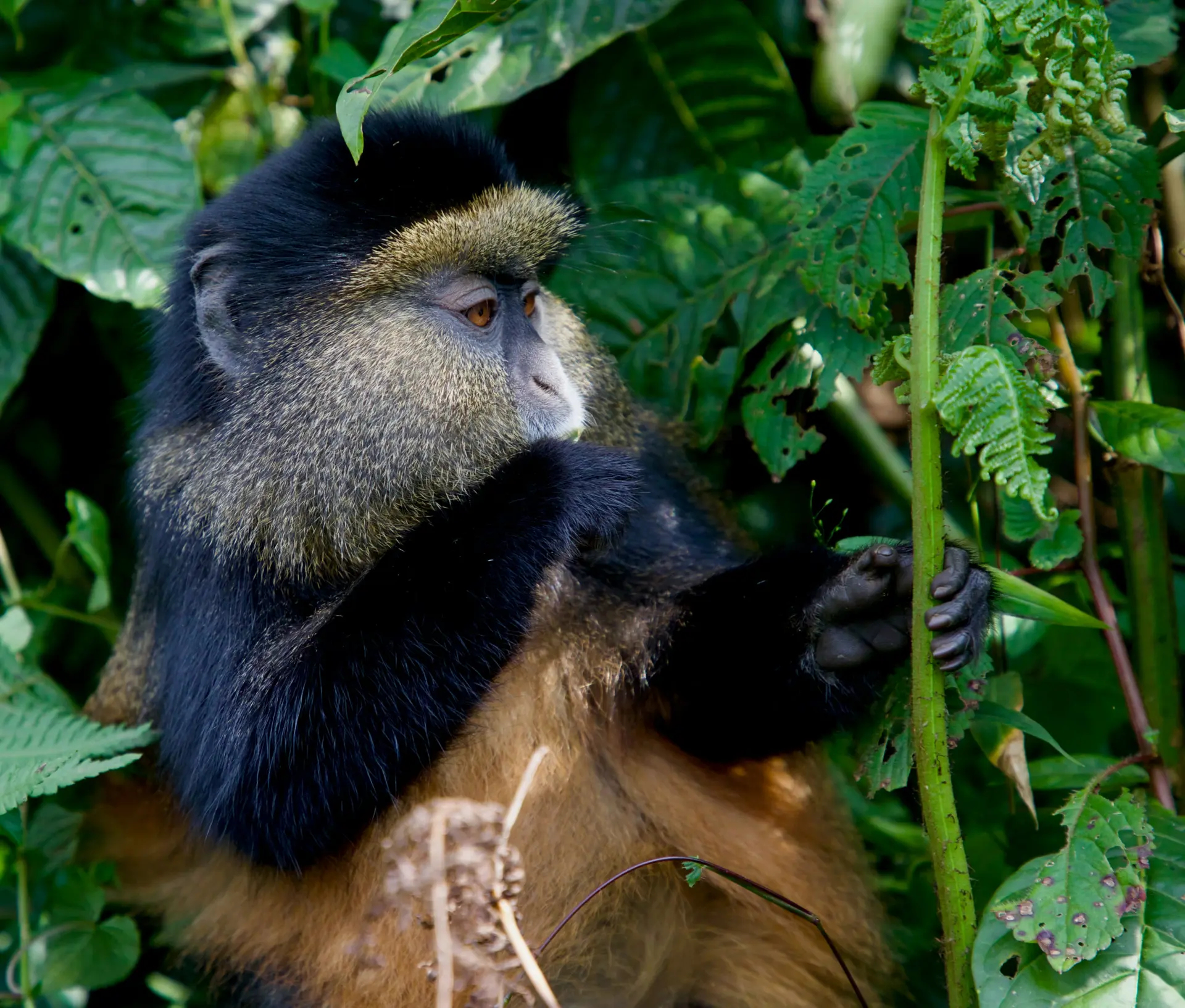 9 Days Rwanda, Uganda, and Burundi Adventure