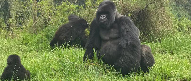 5 Days Gorilla & Golden Monkey Trekking Adventure