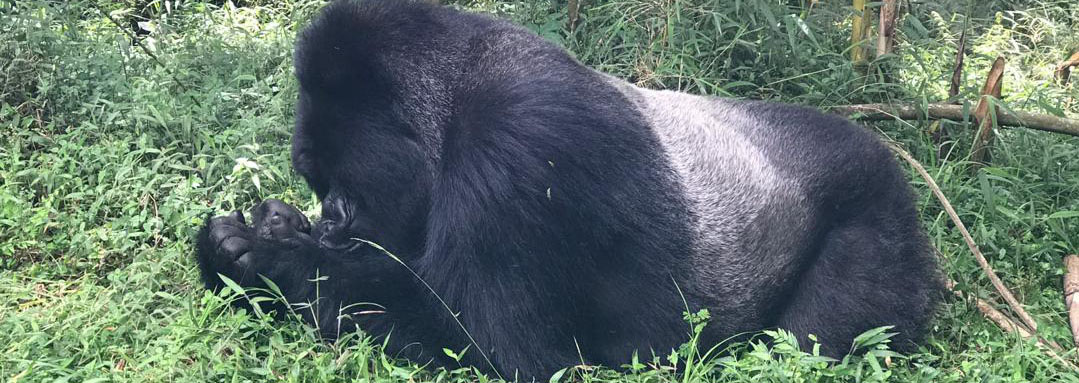 3 Days Uganda Gorilla and Golden Monkey Trekking