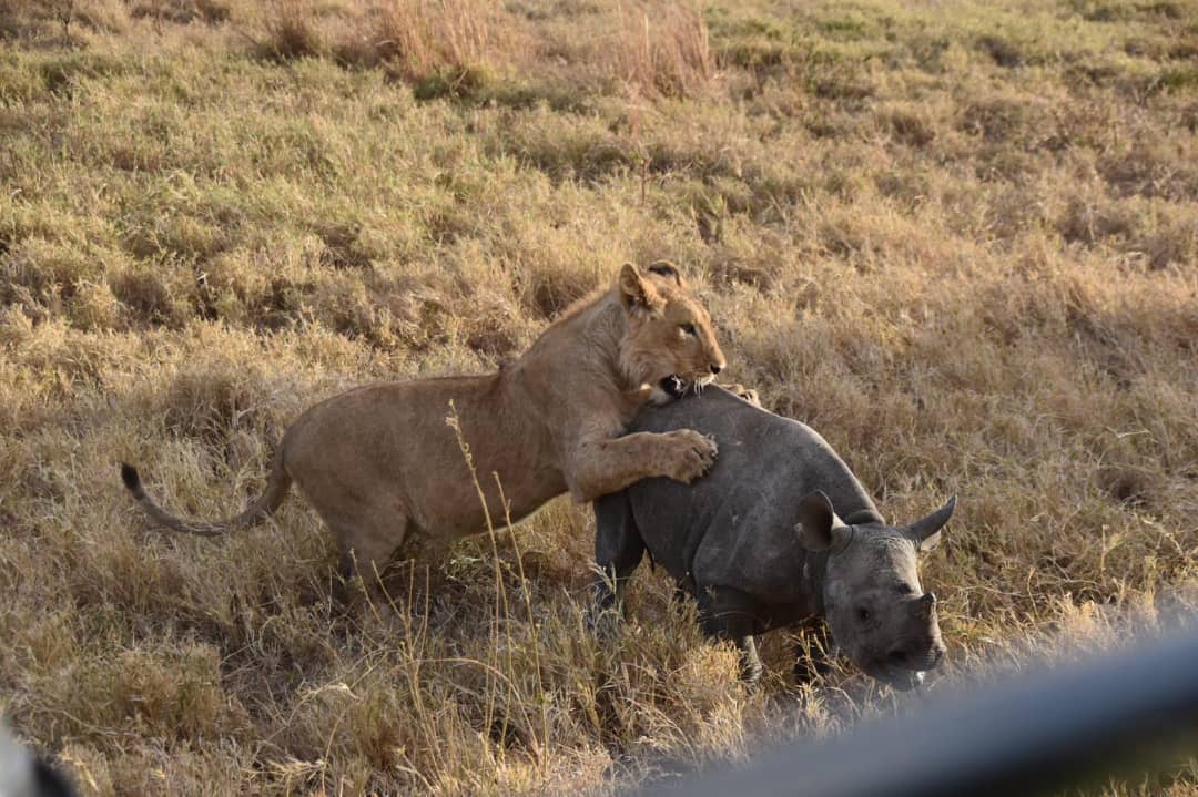 7 Days Tanzania Wildlife Safari