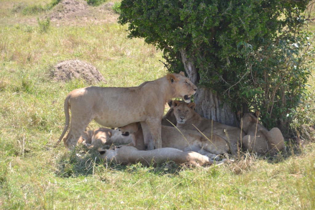 4 Nights 5 Days Northern Tanzania Wildlife Tour