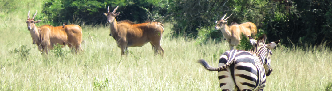 17 Days Rwanda Uganda Kenya Tanzania Safari