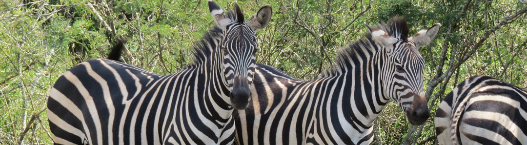7 Days Rwanda Wildlife Adventure Tour