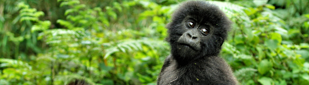 7 Days Double Gorilla Trekking Safari Adventure