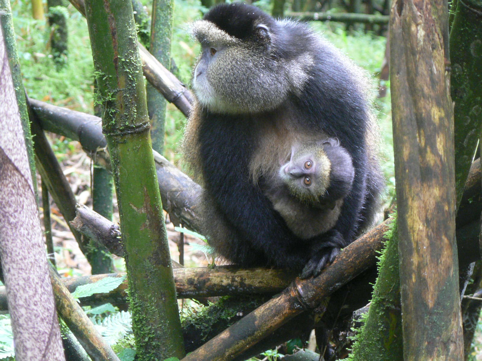 2 Days Golden Monkey Trekking Safari in Rwanda