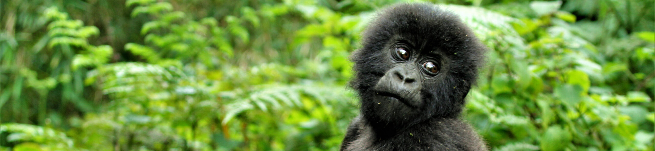 7 Days Epic Gorilla Trekking & Wildlife Safari in Uganda.