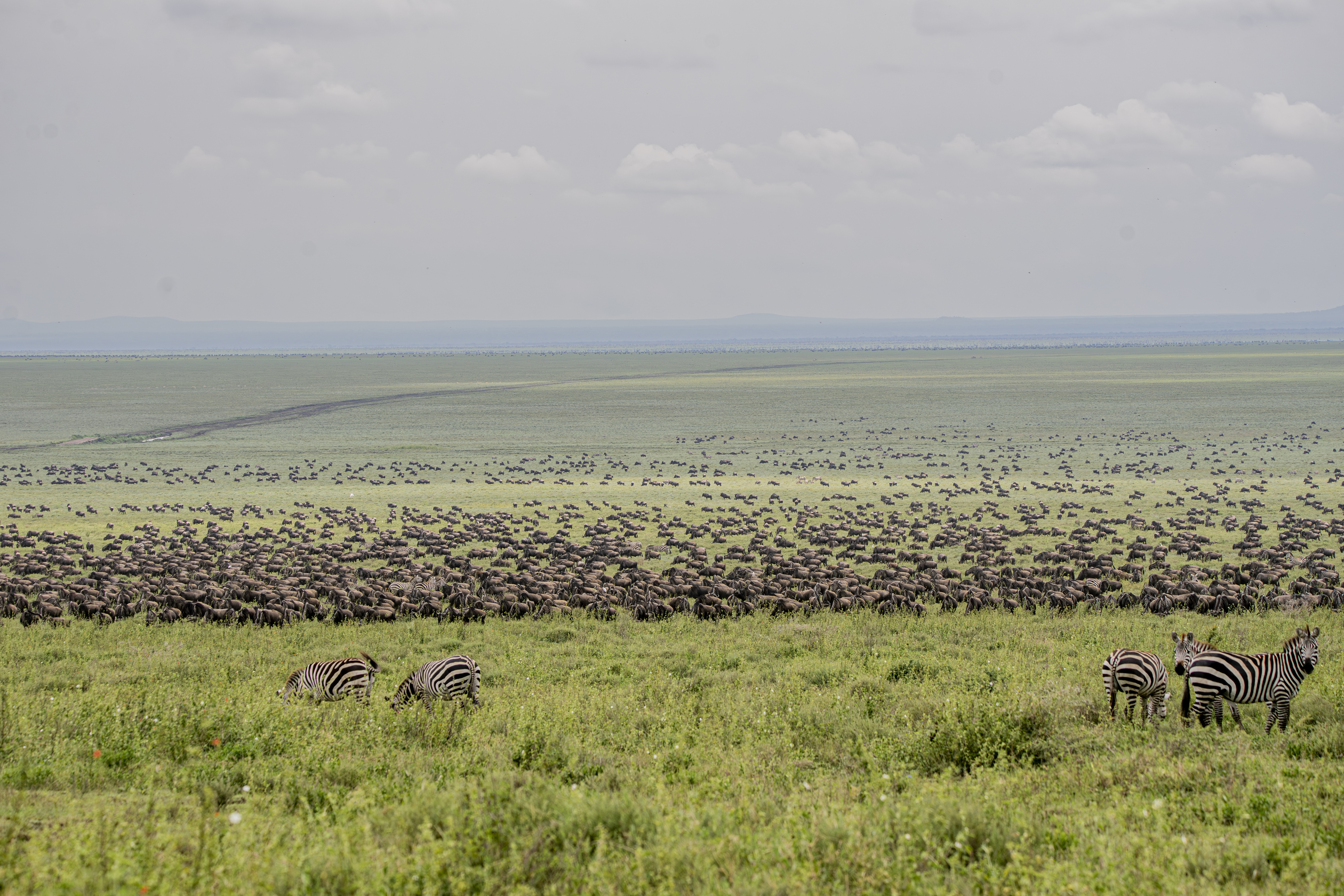 13 Days Kenya Tanzania Wildlife and Culture Immersion
