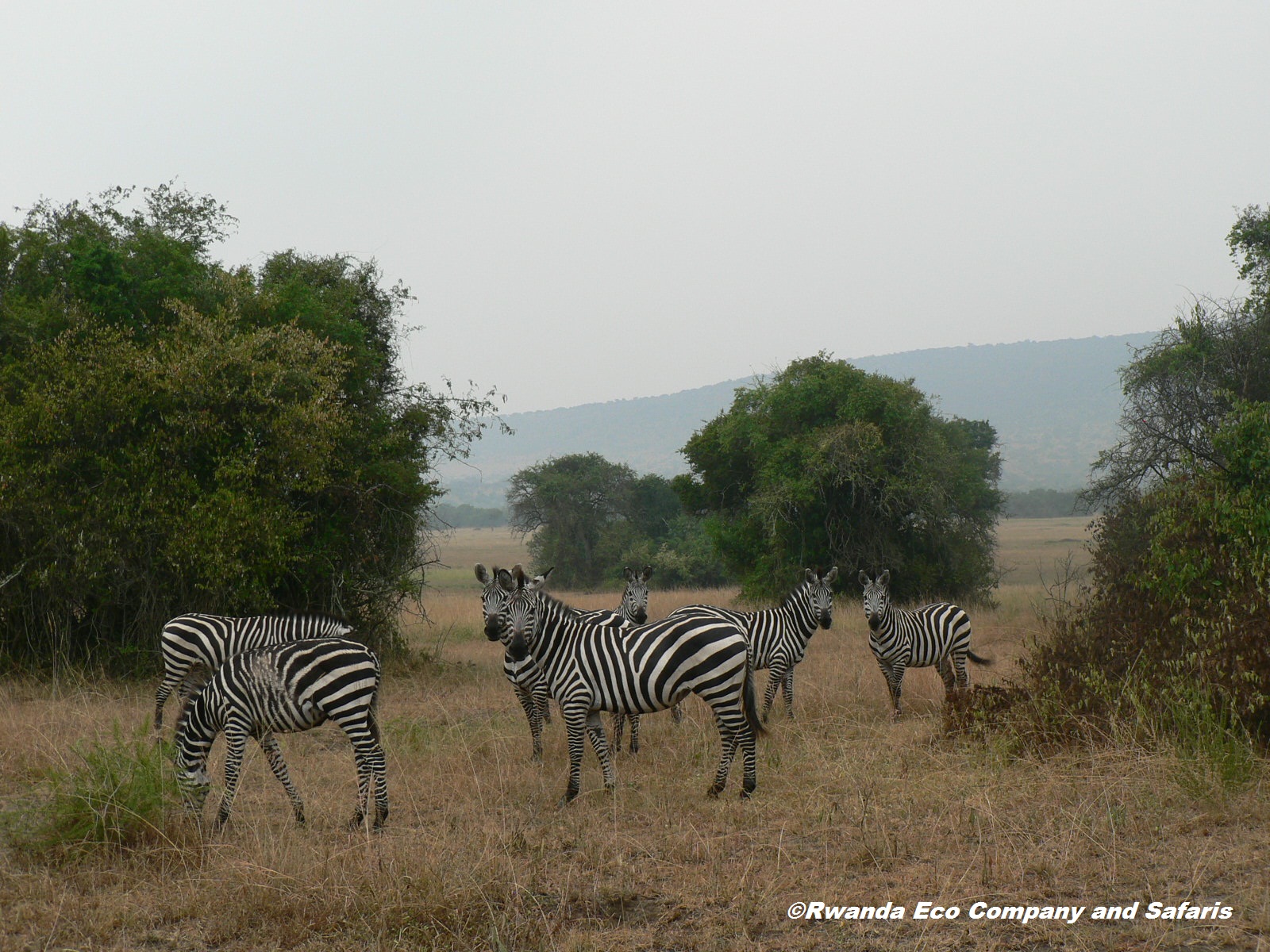 1 Day Lake Mburo National Park Tour