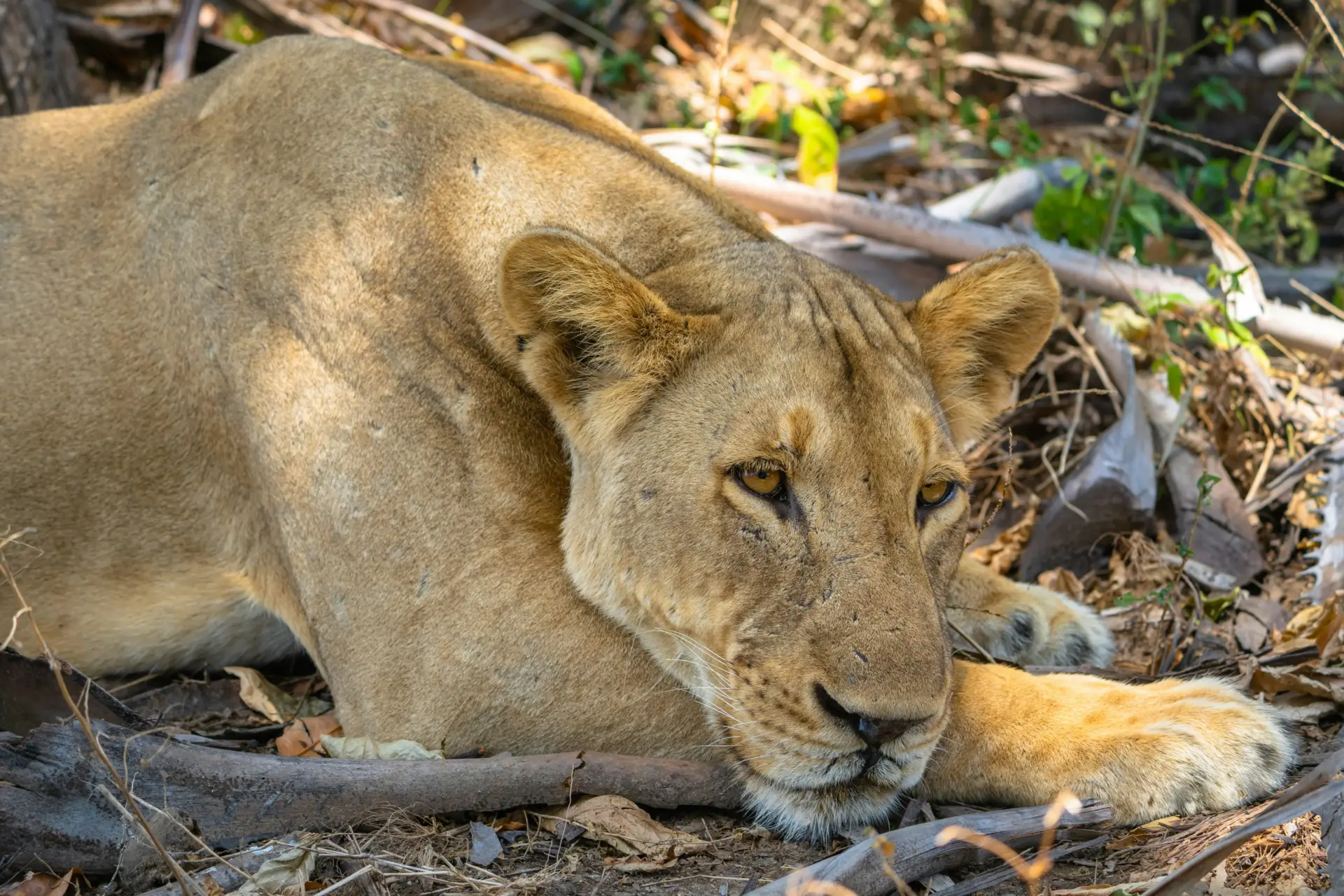 4 Days Nyerere National Park
