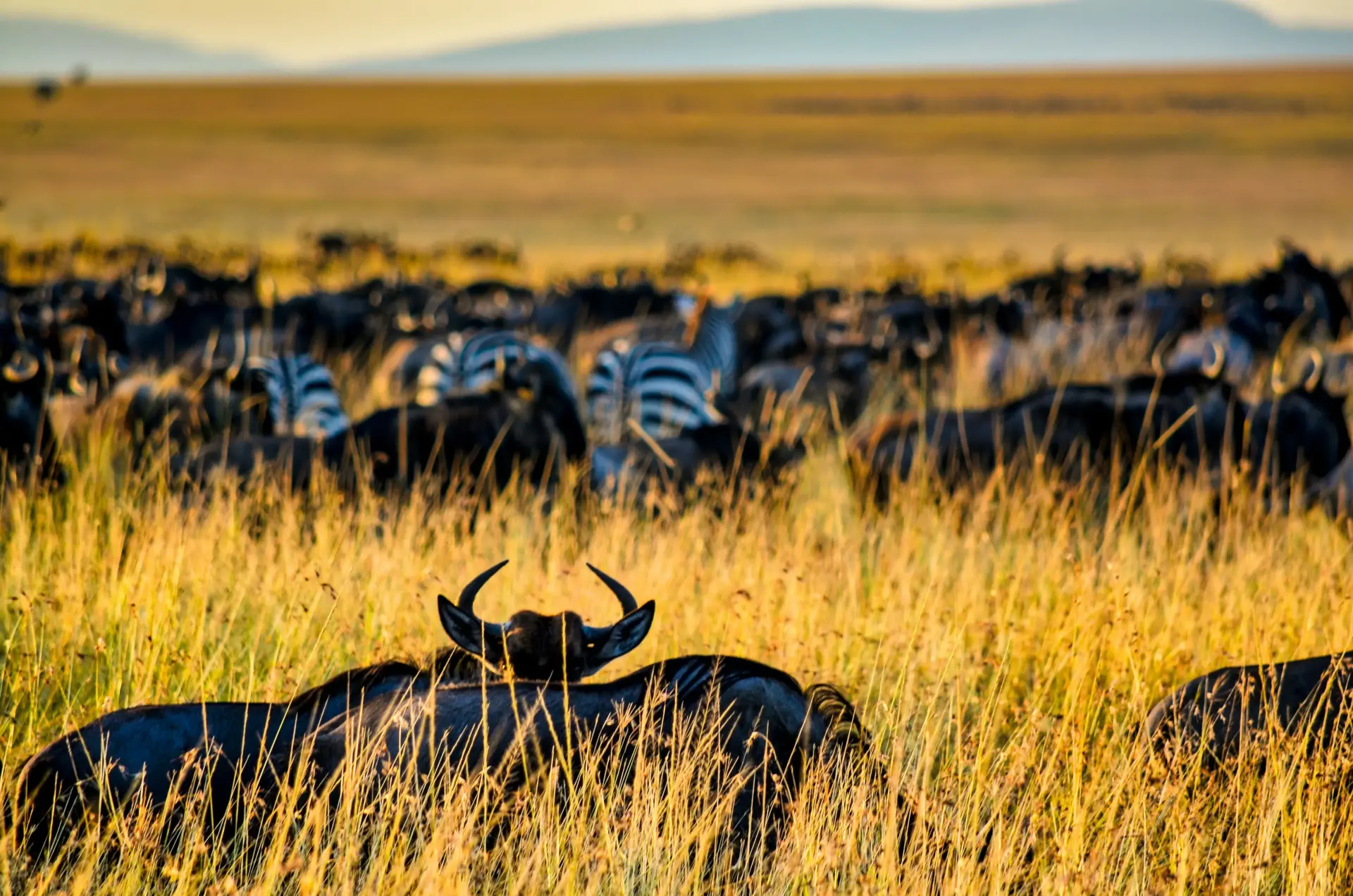 3 Days Maasai Mara Big 5 Safari