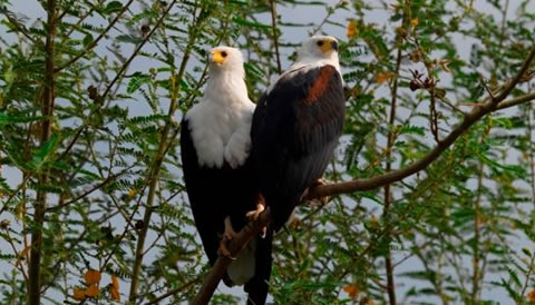 1 Day Birding in Entebbe