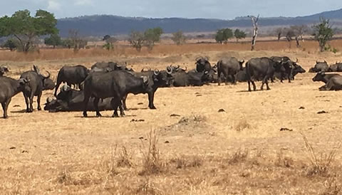 3 DAYS AMAZING MIKUMI SAFARI