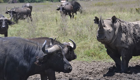 2 nights Ngorongoro Crater