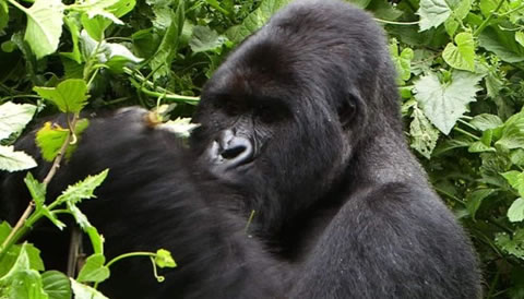 4 Days Gorilla Trekking and Wildlife Safari