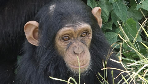 3 Days Chimp Tracking in Kibale