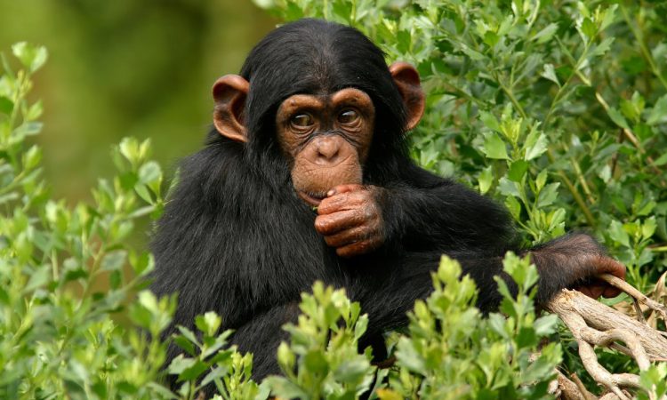 6 Days Uganda Primate Tracking Safari