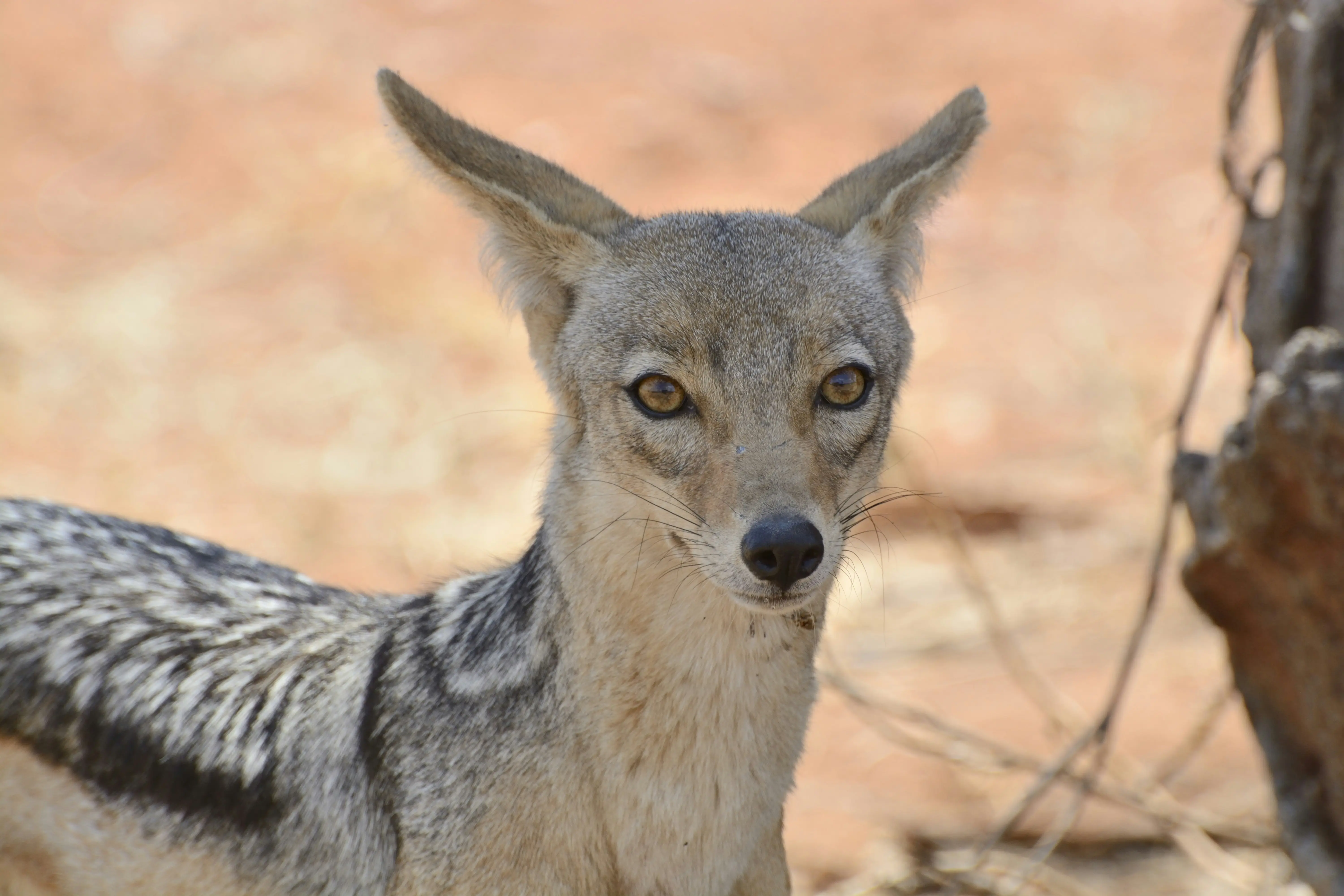 4 Days Ruaha National Park Escape