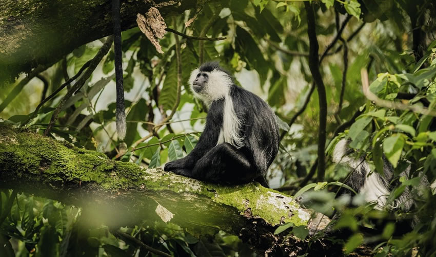 5 Days Nyungwe Forest National Park Safari
