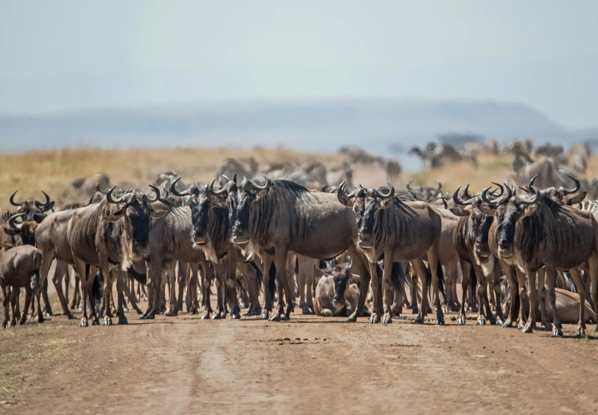 10 days Tanzania Wildebeest Migration Safari