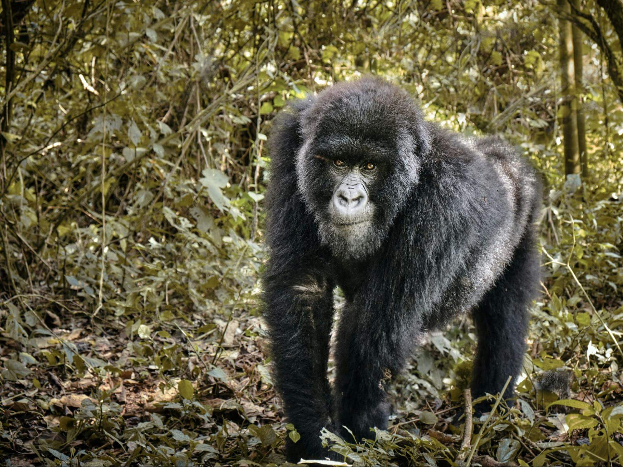 Mountain gorilla portrait, Volcanoes National Park, Rwanda Eco Company and Safaris