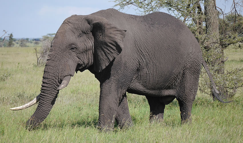 18 Days Epic Uganda Primates & Wildlife Safari Adventure