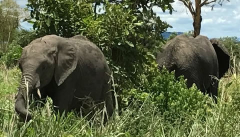 11 Nights 12 Days Best of Kenya and Tanzania Safari