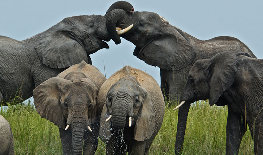 3 Days 2 Nights Murchison Falls National Park Safari