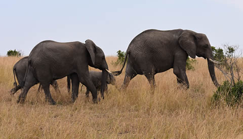15 Days Great Kenya – Uganda & Rwanda Road Trip Safari Adventure