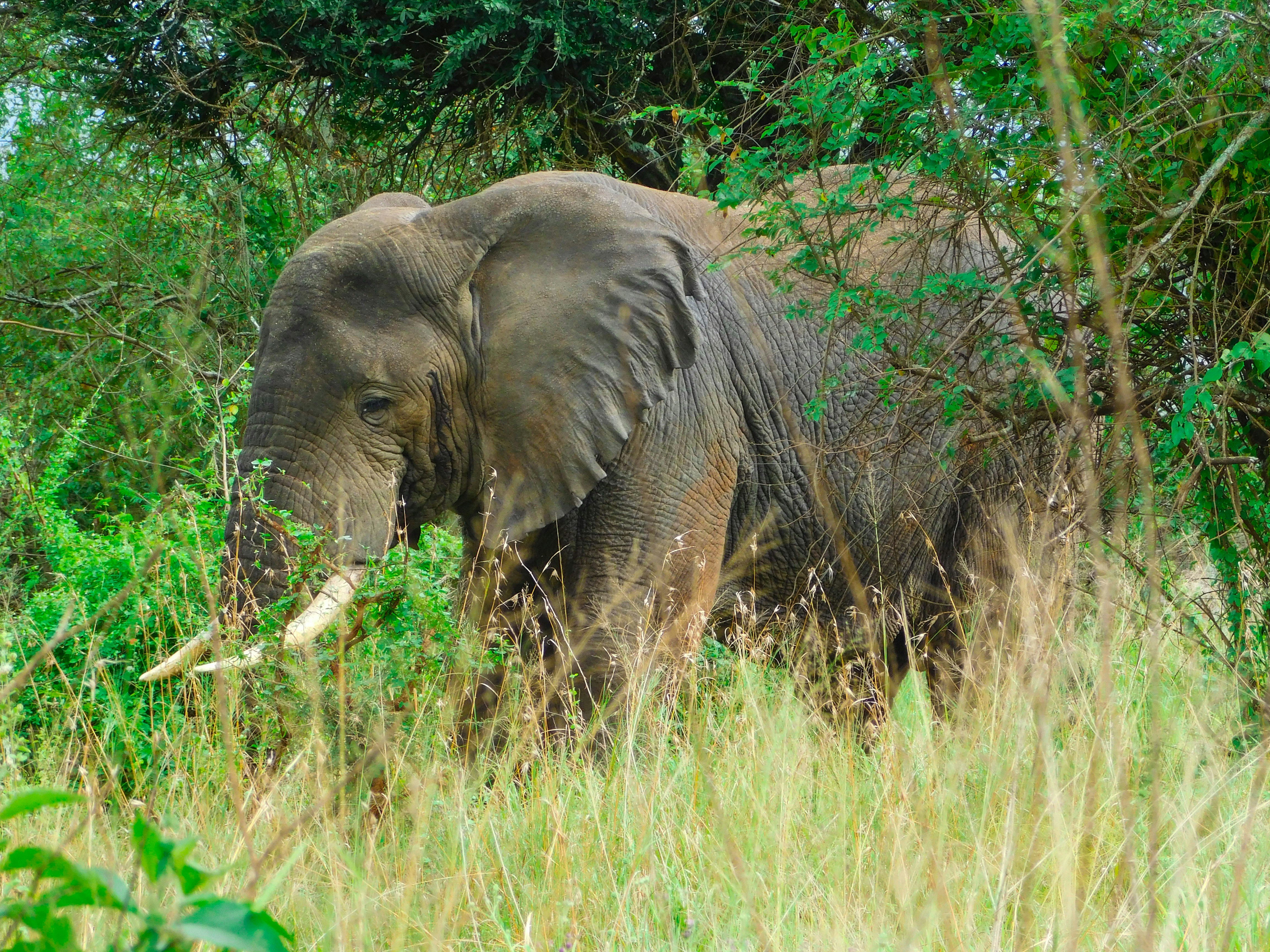 10 Days Rwanda Primate Wildlife