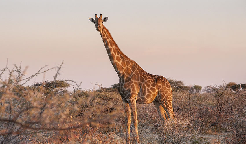 4 Days Murchison Falls Wildlife Safari