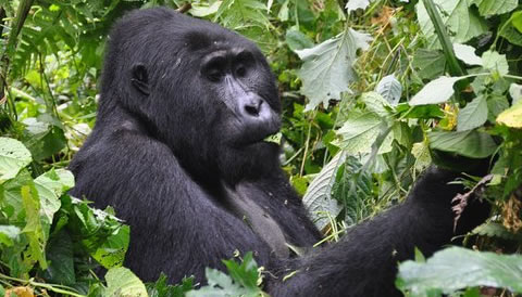 12 Days Gorilla Trekking Safari, Murchison Falls, Wildlife Combo Plus White Water Rafting