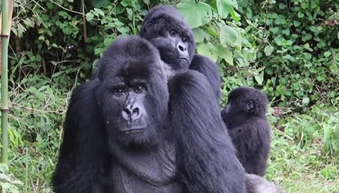 6 Days Wildlife & Gorilla Encounter Safari