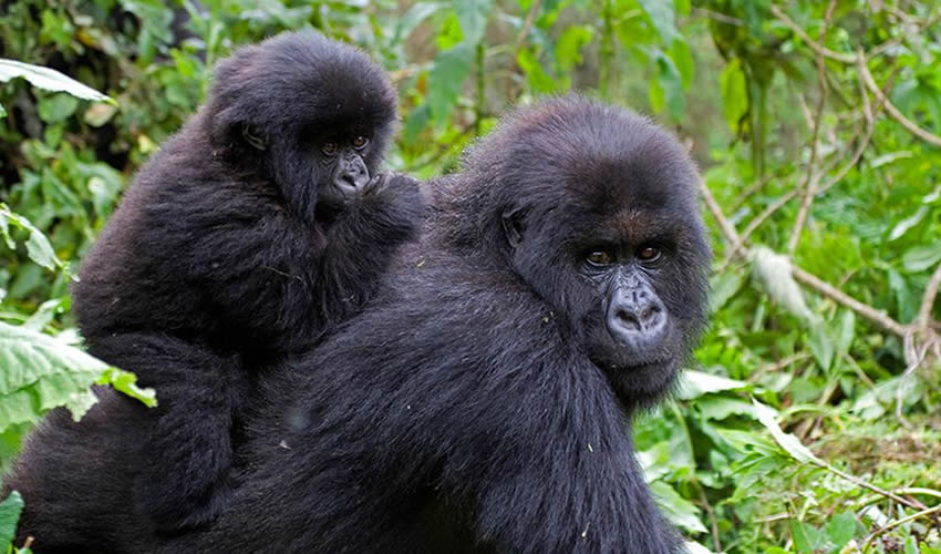 15 Days Rwanda Gorilla Trek, Tanzania Bush, Sun & Sand Adventure