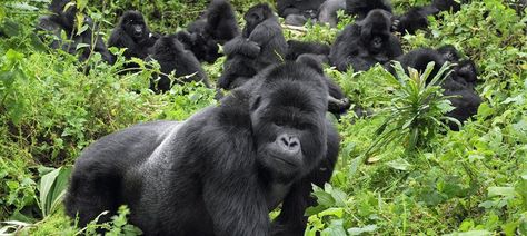 8 Days Uganda Adventure Tour