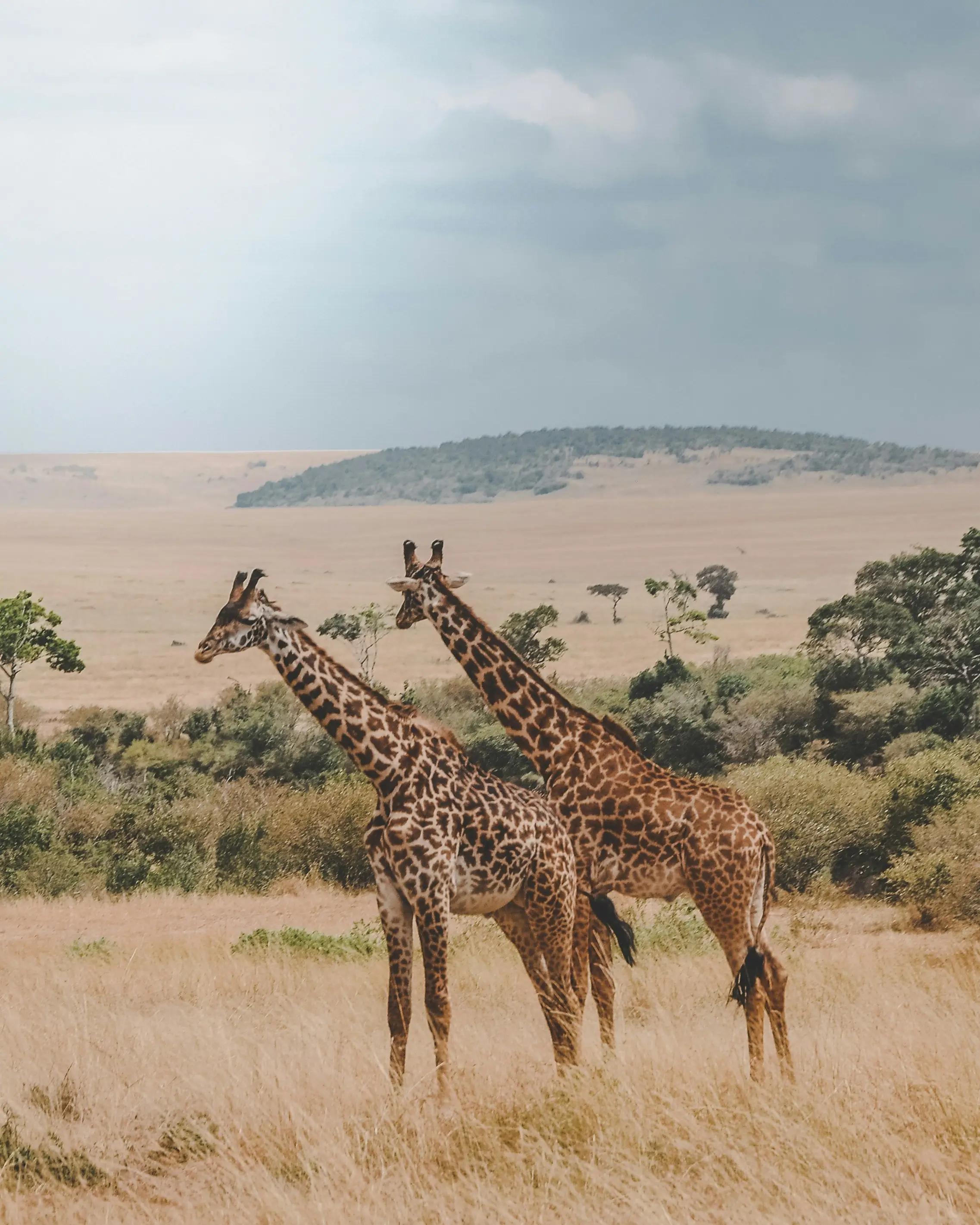 5 Days Kenya Wildlife Safari