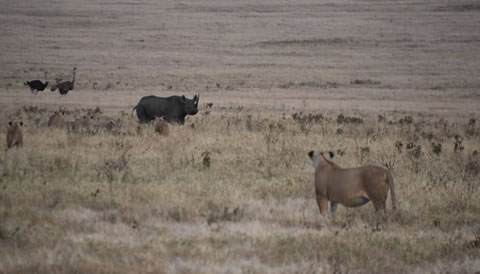 4 Days Kenya Wildlife Safari