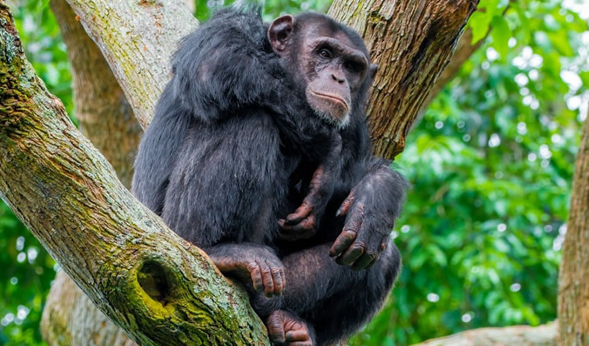 6 Days Uganda Gorilla and Chimpanzee