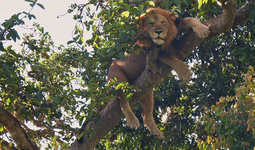 5 Days Uganda Chimpanzee Trekking & Wildlife Safari