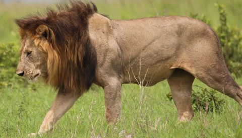 4 Days Ngorongoro and Tarangire Safaris