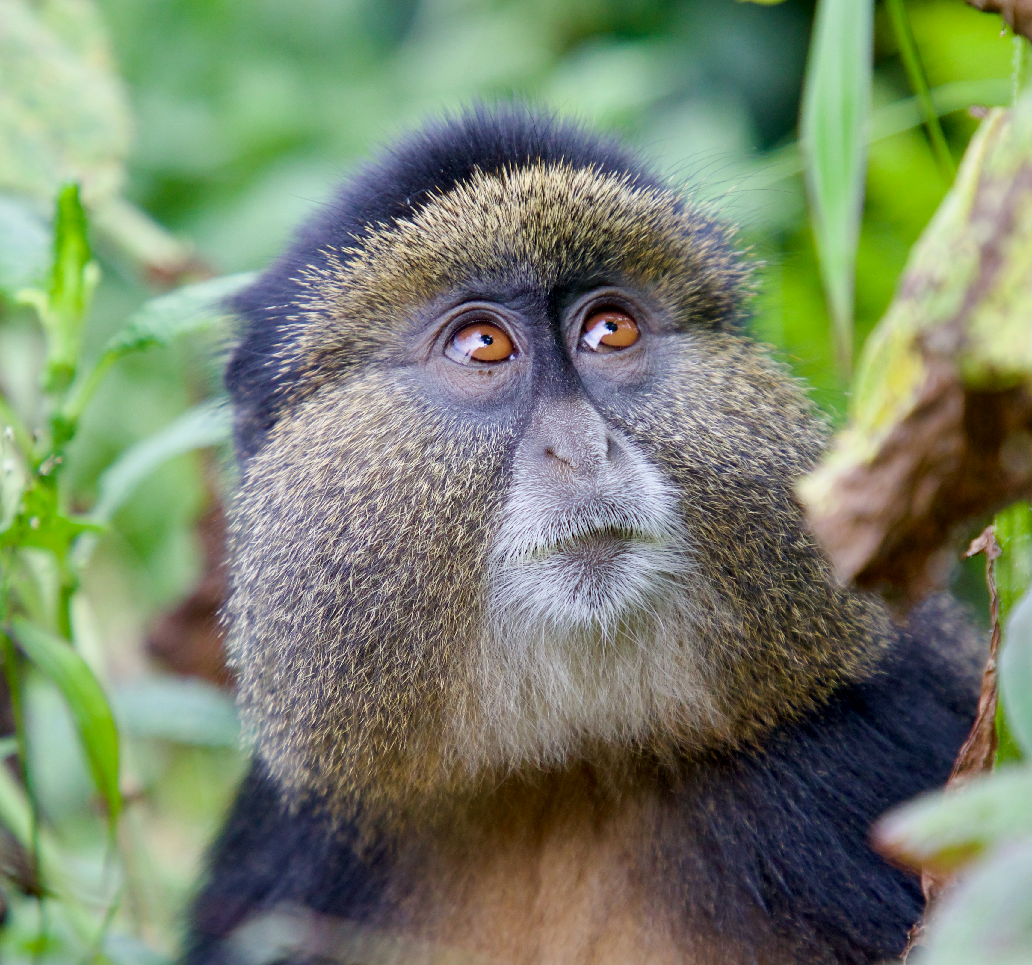 2 days Rwanda Safari Tours