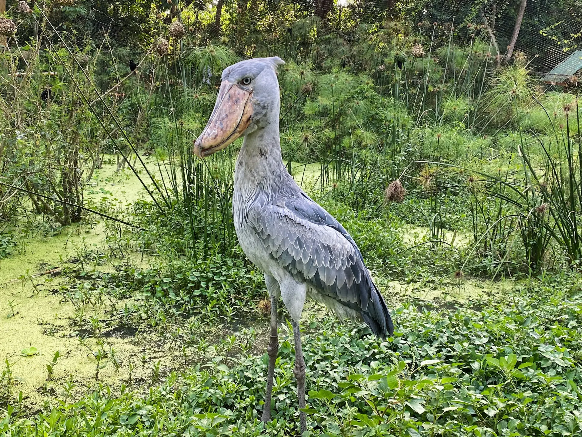 1 Day Bird Watching at Mabamba Swamp