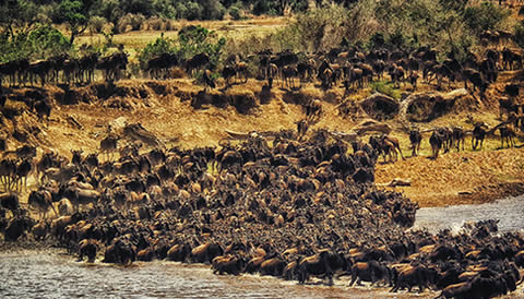 16 Days Wildebeest Migration & Gorilla Trekking Safari