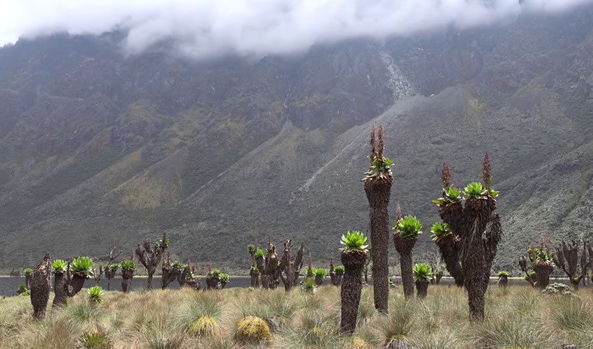 12 Days Rwenzori Mountains Climbing Adventure