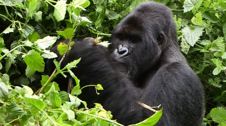 5 Days Gorilla Trekking Safari starting from Kampala