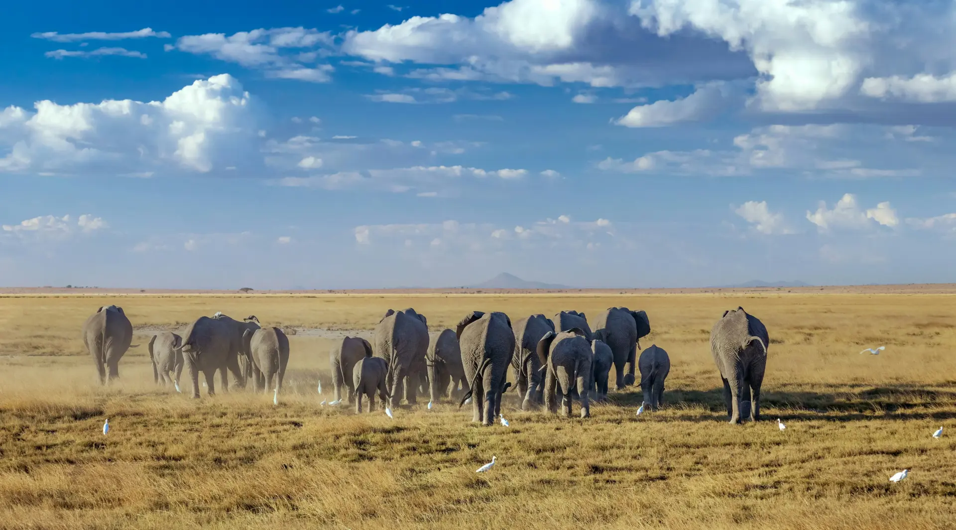 7 Days Amboseli Great Rift and Big 5 Safari