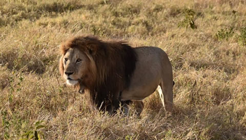 10 Days Northern Circuit Wildlife Safari Encounter