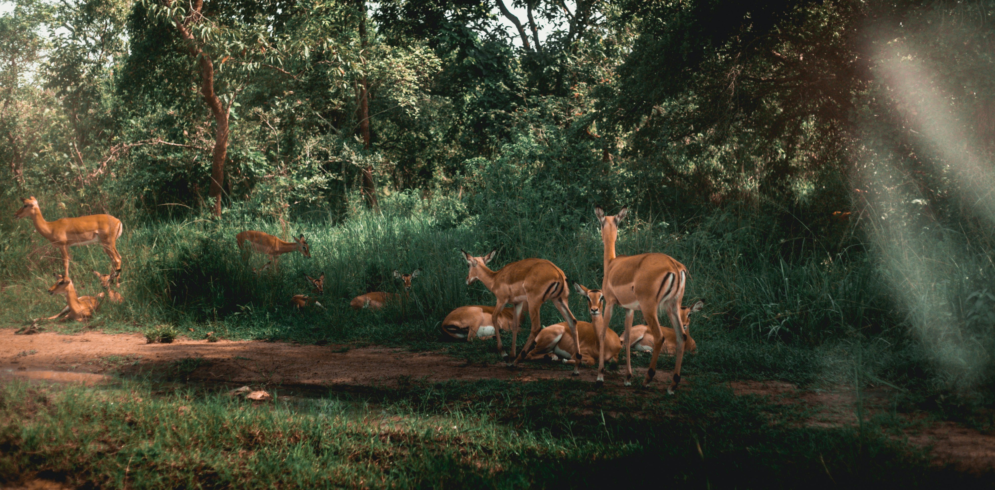 3 Days Akagera National Park Wildlife Safari
