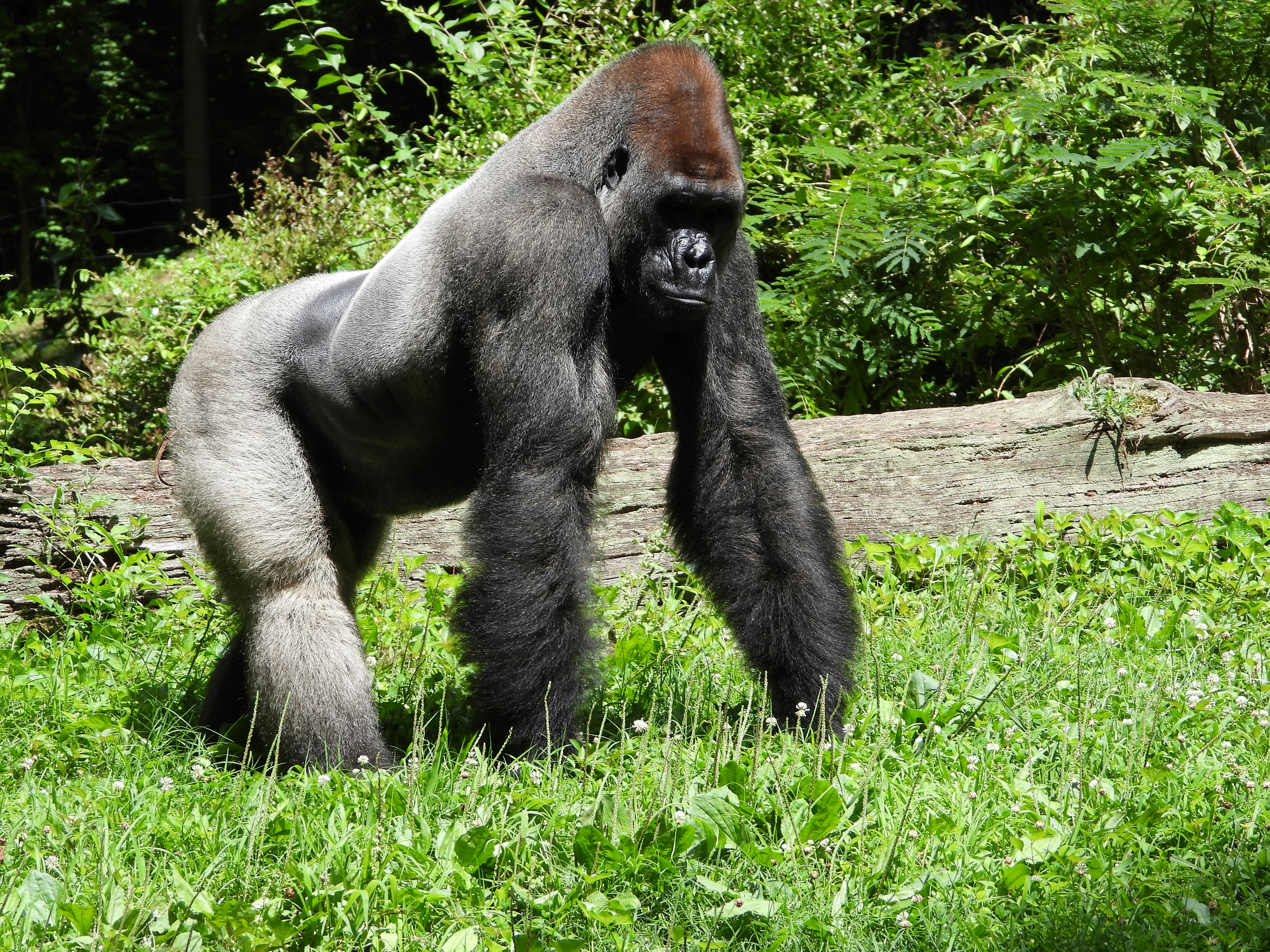 10 Days Rwanda, DRC, and Burundi Safari
