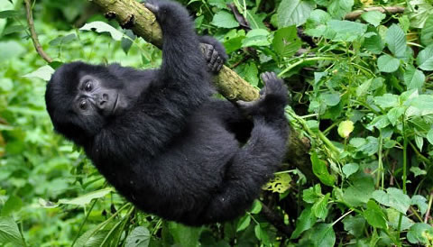 11 Days Uganda Rwanda Primate Adventure Safari